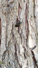 Lucanus cervus