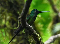 Heliodoxa imperatrix