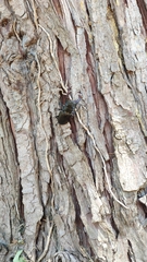 Lucanus cervus