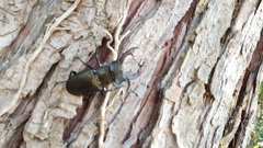 Lucanus cervus