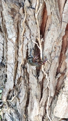 Lucanus cervus