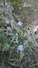 Cichorium intybus