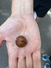 Amphibolips quercusjuglans