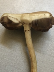 Agrocybe