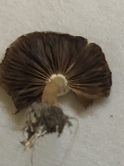 Agrocybe