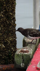 Arenaria melanocephala