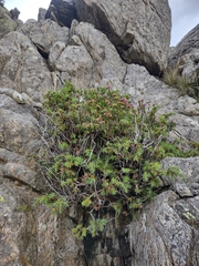 Juniperus communis