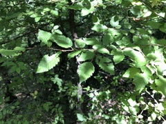 Carpinus orientalis