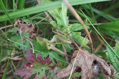 Roeseliana roeselii