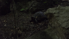 Testudo graeca ibera