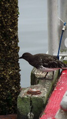 Arenaria melanocephala