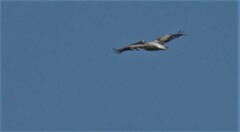 Pelecanus rufescens