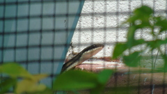 Salvadora lemniscata