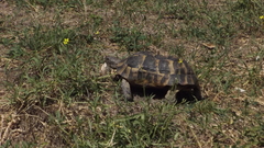 Testudo graeca ibera