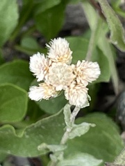 Antennaria