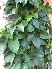 Parthenocissus quinquefolia