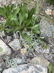 Antennaria