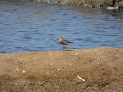 Calidris ferruginea