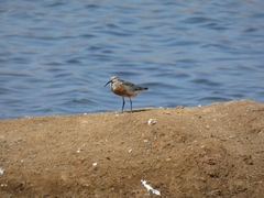 Calidris ferruginea