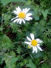Leucanthemum vulgare