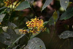 Palicourea padifolia