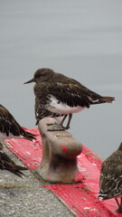 Arenaria melanocephala
