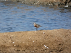 Calidris ferruginea