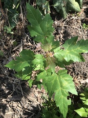 Acer ginnala
