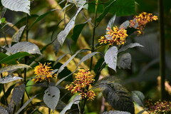 Palicourea padifolia