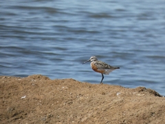 Calidris ferruginea
