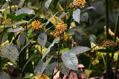 Palicourea padifolia