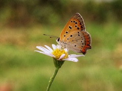 Lycaena phlaeas