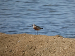 Calidris ferruginea