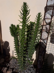 Austrocylindropuntia subulata