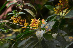 Palicourea padifolia