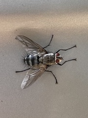 Microphthalma disjuncta