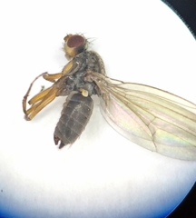 Acalyptratae
