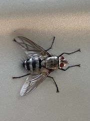 Microphthalma disjuncta