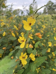 Chamaecrista