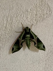 Eumorpha pandorus