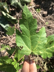 Acer ginnala