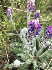 Oxytropis splendens