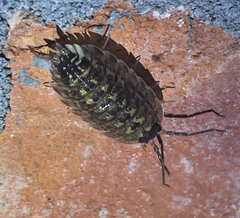 Porcellio spinicornis