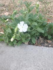 Silene latifolia