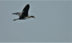 Microcarbo africanus