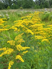 Solidago gigantea