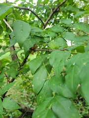 Zanthoxylum americanum