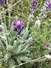 Oxytropis splendens