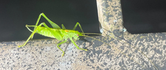 Meconema meridionale