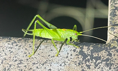 Meconema meridionale